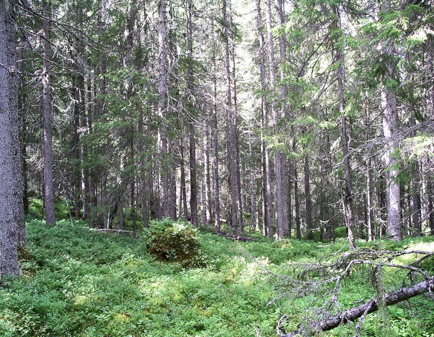 PLANDEL 4. SKÖTSELOMRÅDEN MED BEVARANDEMÅL OCH ÅTGÄRDER Naturreservatet har indelats i 2 olika skötselområden (A + B). Skötselområde A består av granskog, lövsumpskog samt föryngringsytor.