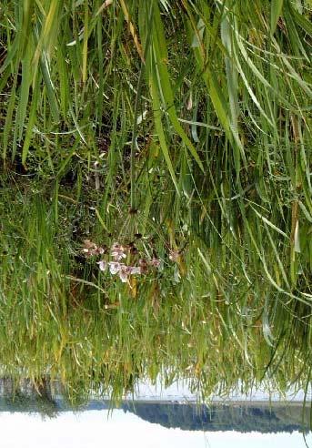 7 Blomvass i fuktäng av högstarrtyp som här går ända ut till vattnet