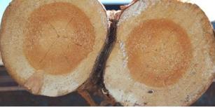 huvudstammens diameter under bark. Uppfylls inte detta villkor betraktas den klenare stamdelen som en kvist.