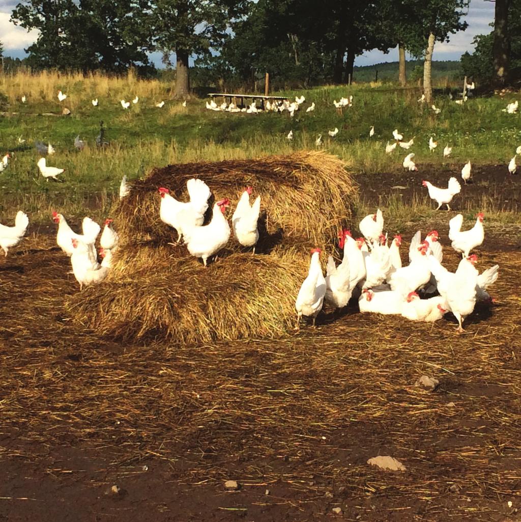 Frigående höns utomhus Frigående höns utomhus rör sig fritt inne i hönshus med strö på golvet i form av sågspån, kutterspån eller liknande.