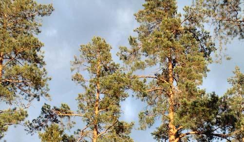 Om skademätningarna upprepas med den här använda geografiska indelningen kan man successivt förbättra bilden av de lokala skadorna genom att addera resultaten från flera år.