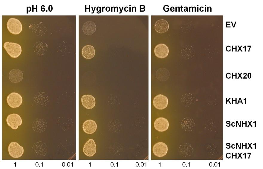 Chanroj et al, supplemental figures 9 Figure S9. Gentamicin resistance is enhanced in yeast expressing CHX17, KHA1 or ScNHX1.