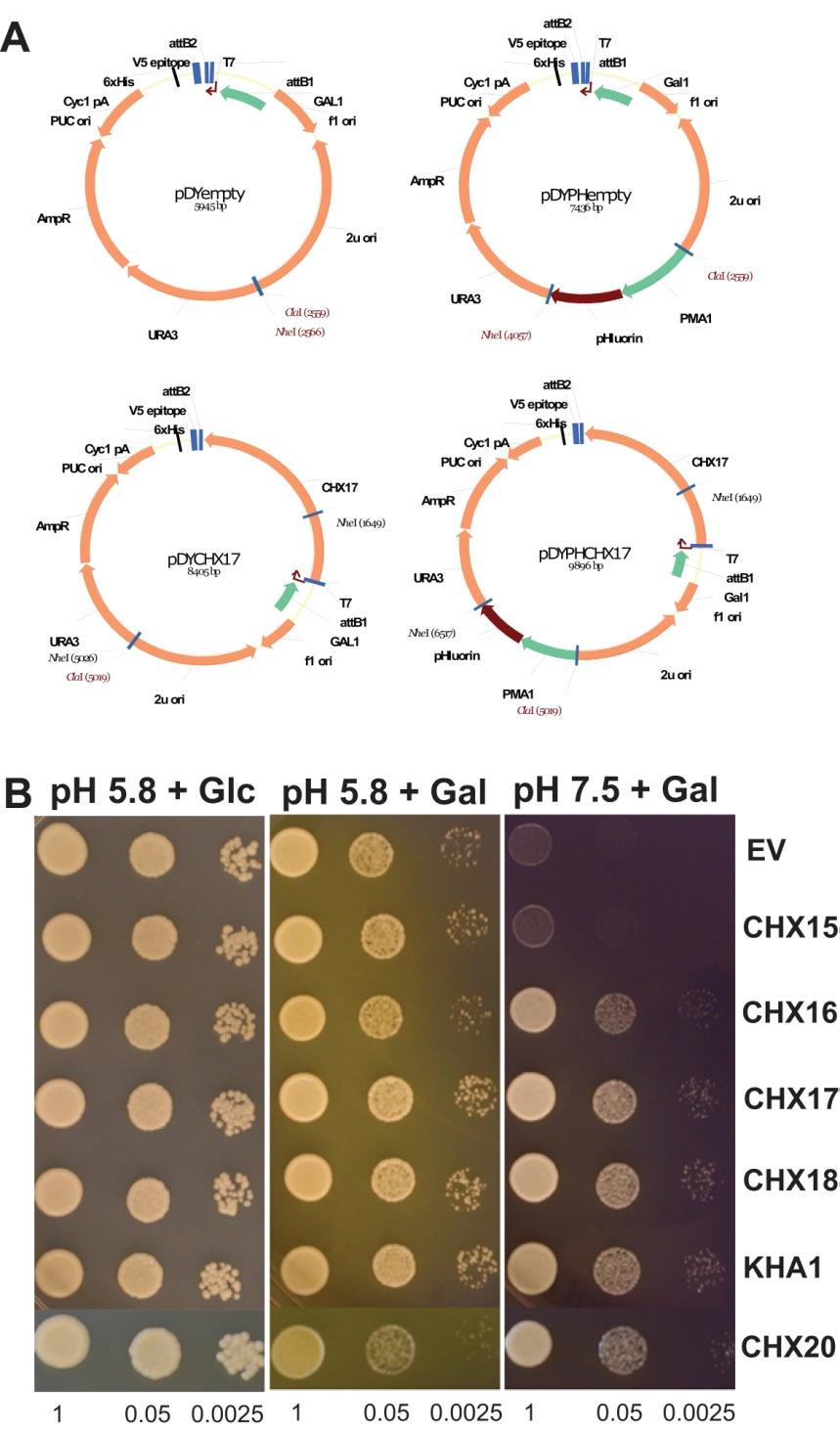 Chanroj et al, supplemental figures 2 Figure S2. CHX in yeast coexpressing phluorin is functionally active. A) Constructing plasmids with phluorin.