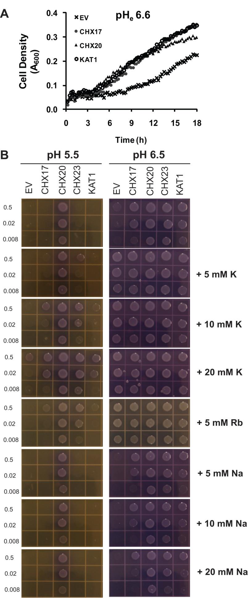 Chanroj et al, supplemental figures 5 Figure S5. CHX rescued growth of K + uptake deficient E.