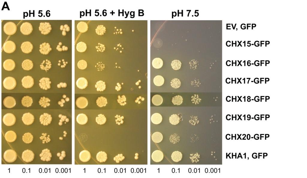 Chanroj et al, supplemental figures 6 Figure S6. CHX16-CHX20 tagged with GFP at the C-terminus retained activity.