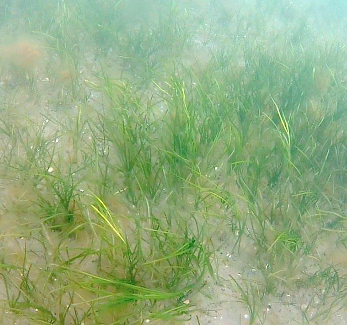 Borstahusens hamn Naturvärdesbedömning för det grunda havsområdet söder om