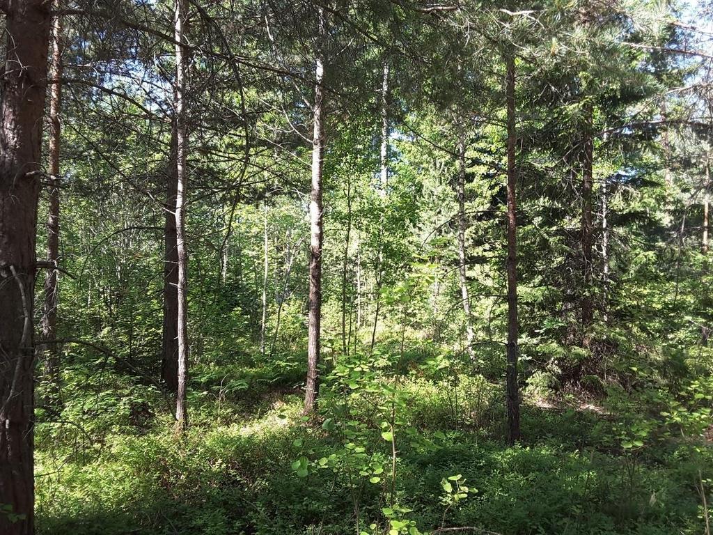 3 Områdesbeskrivning och historik 3.1 Geologi och historik Området utgörs till större delen av morän. I öster finns en yta med glacial lera och i nordväst finns en mindre yta med postglacial sand.