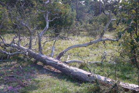 Stamfastigheten Bete i varierat landskap Betande lamm håller landskapet öppet. Tidigare, av vegetation dolda, bunkrar och värn är numera synliga.