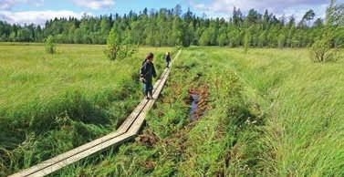 ETAPP 5 Spång vid Bygdoms fädbodstjärn. Torsböle Stybbersmarks fäbodar 6 km Flygfältsvägen Leden passerar Torsböle och kommer ut på Flygfältsvägen.