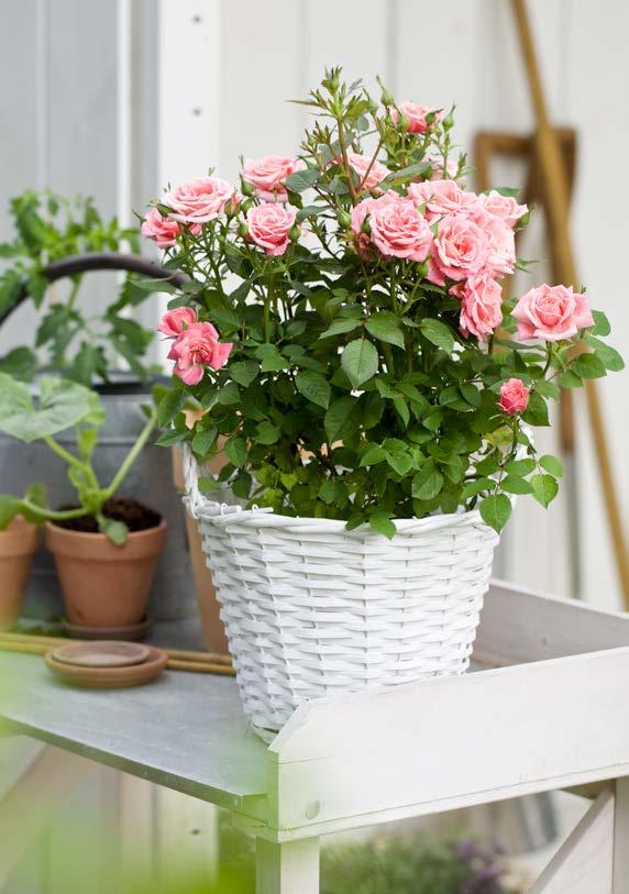 MEDLEMSPRIS SMÅBLOMMIG ROS Rosa Patio Hit ø19 cm kruka.