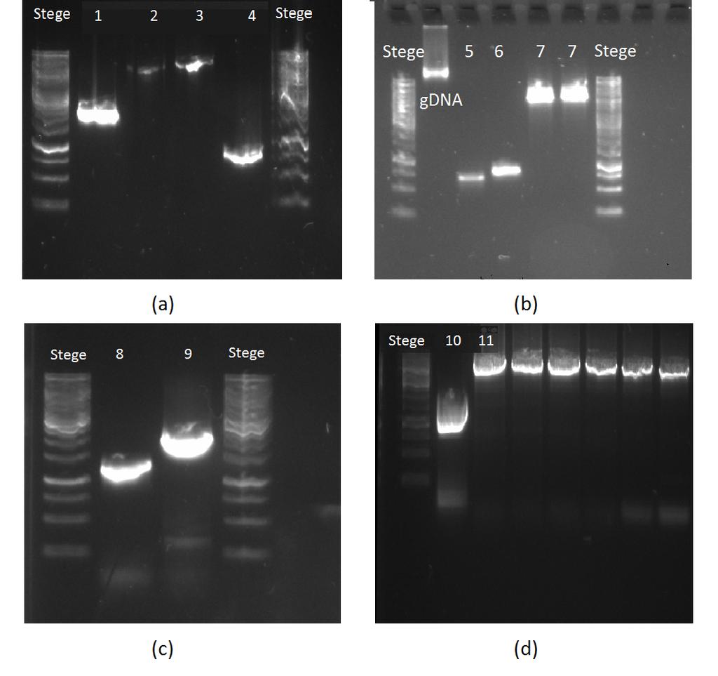 Tabell 4: Förväntade fragmentstorlekarna för varje PCR.