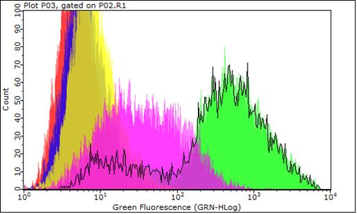 I jämförelse med den positiva kontrollen är skillnaden fortfarande liten. Fluorescenesen är något lägre i dessa mätningarna jämfört med det första mätningsförsöket under glukosstadiet.