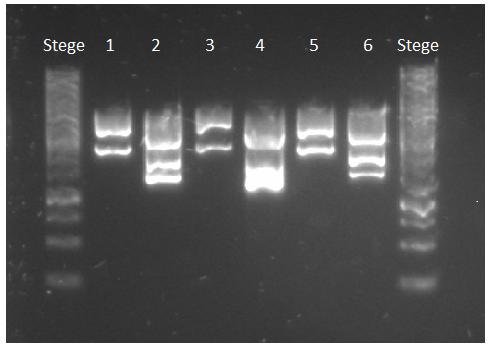 psense0 psense9 psense6b psense5b p2055+yas3 Prov c [ng/µl] Prov c [ng/µl] Prov c [ng/µl] Prov c [ng/µl] Prov c [ng/µl] 1 172,0 1 134,5 1 139,0 1 171,6 1 60,7 2 152,3 2 292,6 2-2 303,3 2 55,3 3 169,6