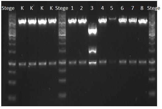 sammanställda gelelektroforesbilden beräknades en volym så att varje brunn skulle laddas med lika mycket DNA. Beräkningen gjordes enligt Ekvation 7.