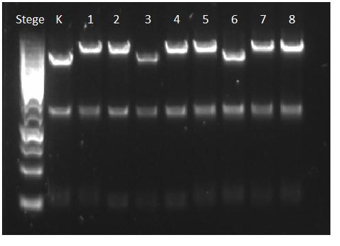 (e) Åtta testprover med transformation av p2055+yas3 (1-8). Kontrollen, K var p2055. Figur 27: Restriktionsanalys resultatet för alla plasmiderna.