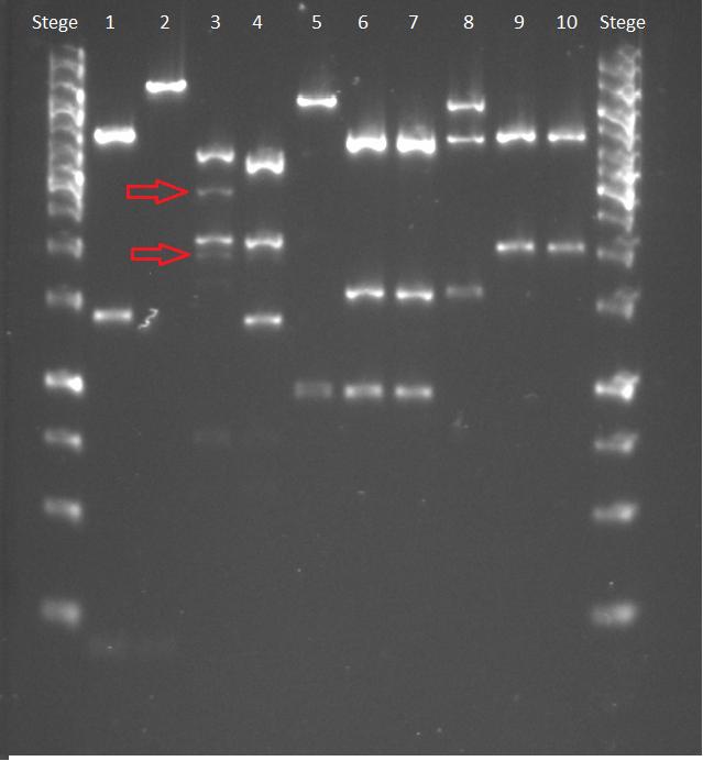 Till alla geler användes stegen GeneRuler TM 1 kb. 9.2.3 Gelelektroforesbild av felklyvningen En felklyvning uppstod då alla plasmiderna kördes över samma gel.