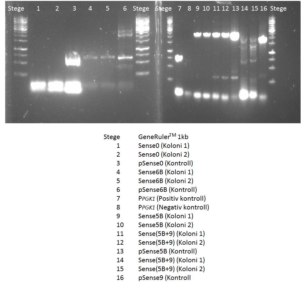 Figur 29: Första Koloni-PCR försöket. Vad varje gel innehåller står beskrivet under gelbilden. 9.3 Flödescytometri I Tabell 19-24 presenteras alla absorbansmätningarna inför flödescytomerimätningarna.