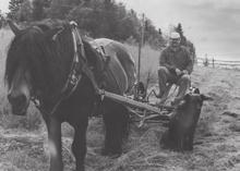 LOPPIS I BADVIKEN Torsdag-fredag 4-5 juli, öppet 11.00-19.00. Välkomna önskar Elin, Tilde & Manne. Säljes: Pingisbord Stiga. Hopfällbart. Tel 073-182 36 52.