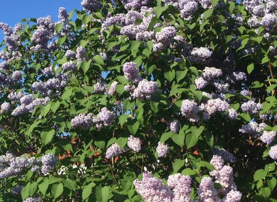 Så upplever vi det just nu i vår underbara natur och så sjunger vi i en både vacker och kär psalm.