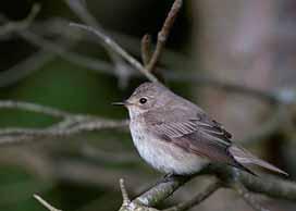 Vid Falsterbo ringmärks de flesta lövsångare från ca 1 augusti och fram till mitten av september. Genomsnittligt mediandatum infaller 23 augusti. I år inföll mediandatum 24 augusti.