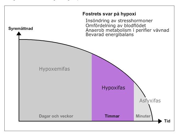 Fostrets svar på hypoxi: Frisättning av adrenalin -> anaerob metabolism - först i perifer vävnad Om hypoxi endast i perifer vävnad -> normalt