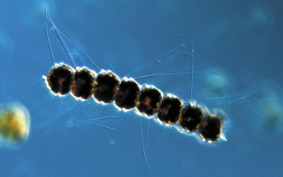 The altogether high cell numbers contributed to elevated chlorophyll a concentrations, although the integrated value was within average for this month.