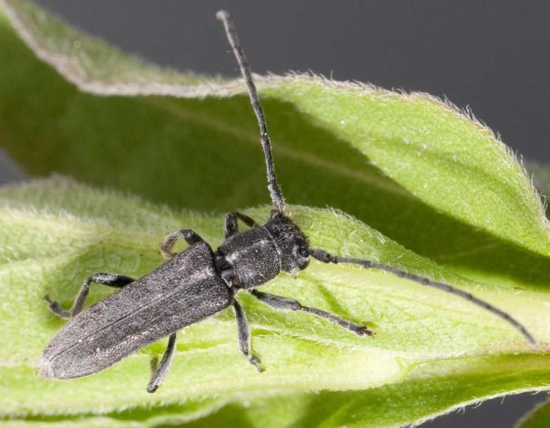 Uppdaterad åtgärdstabell för Gullrisbock, 2016 2019 (Phytoecia nigricornis)