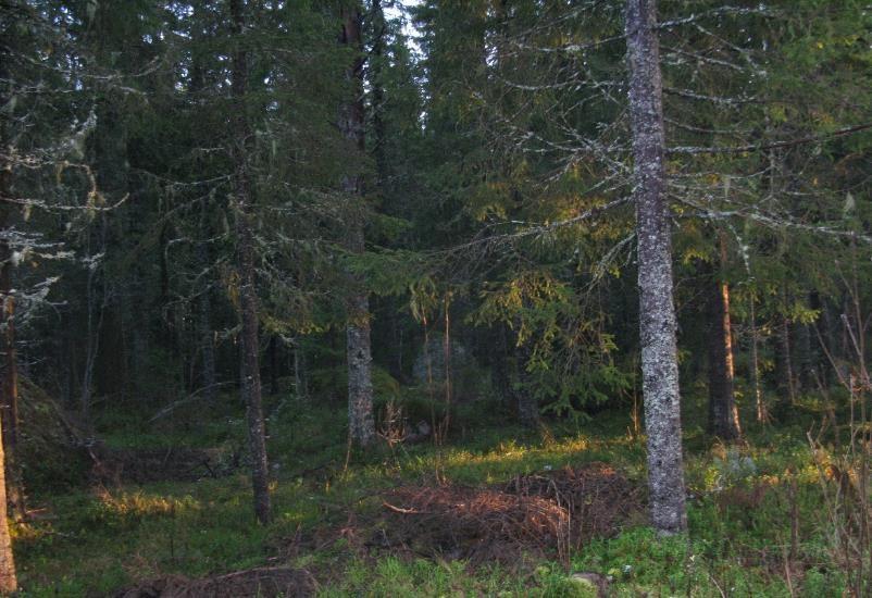 Bild 48 Skogsmark inom utredningsområdet Korridorens placering i skogen längst öster om samhället Brunflo är mindre påtagligt för de boende i dalen.