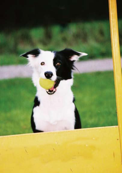 Flyball