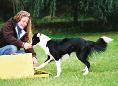 Att använda sig av klicker för att träna hunden på flyball-lådan är säkert jättebra.