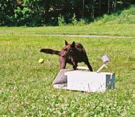 Hur stressande flyball är beror helt och hållet på hundens temperament.