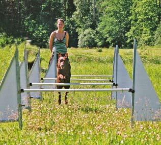 eller hör ljudet av en flyball-låda.