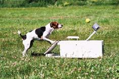 Vilka som får tävla Flyball är som sagt inte någon officiell sport i Sverige.