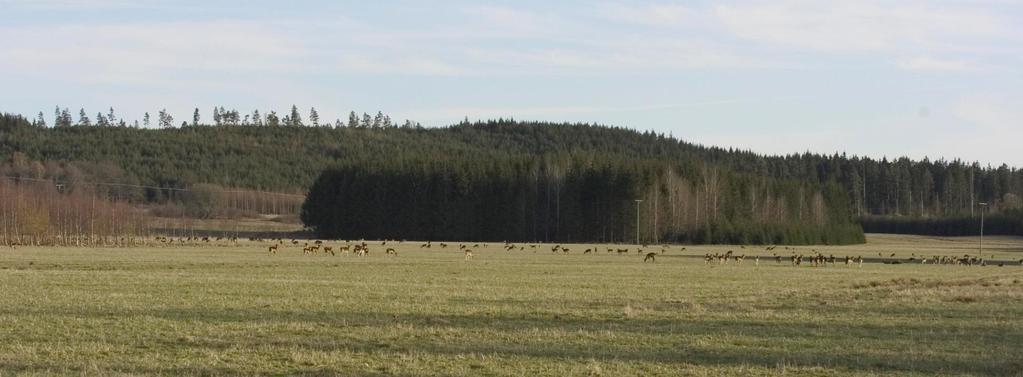 Klövvilt kopplat till jordbruksmark ökar! >150 dovhjortar på bilden!