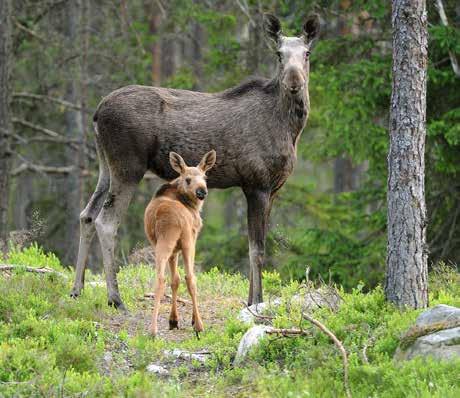 Foto: Kenneth Johansson KALVVIKTER Kalvvikter används ofta som ett mått på älgstammens kvalitet. Det är många gånger önskvärt att kalvarna når vikter på minst 70 kilo.