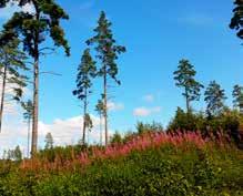 REDSKAP I DIN FÖRVALTNING AV SKOG OCH VILT De följande sidorna visar på fyra enkla sätt att bedöma balansen mellan klövviltstammar och fodertillgång.