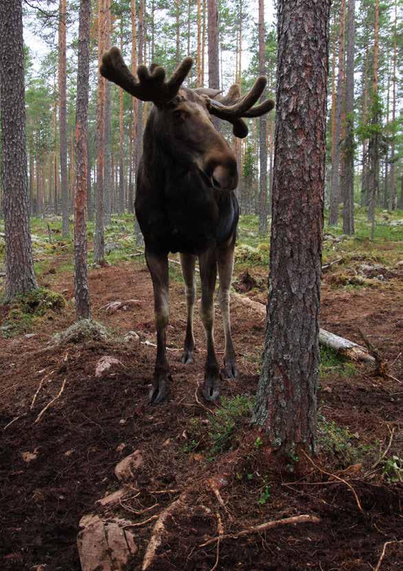 Mera tall är ett arbetssätt där jägare