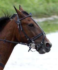 Owe Annerlunds åttaåring har en härlig form för dagen och spelades, 100326 Kajsa och Rubberman bäst på Gävle Igår gjorde Rubberman årsdebut. Kajsa Frick lotsade sjuåringen till hans 19:e seger.