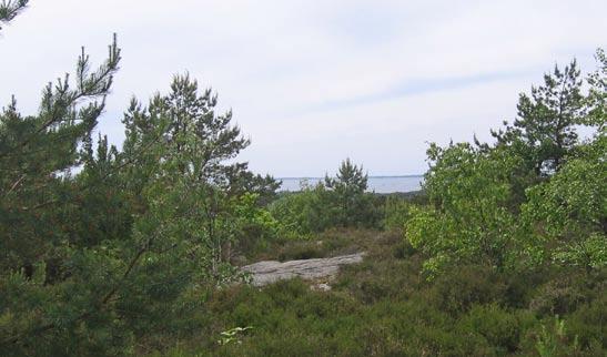 Från berget söder om Ella Gybergs Väg har man havsutsikt mot väster. Naturmarken på berget präglas av hällmarksmosaik, ljung, en och tall.