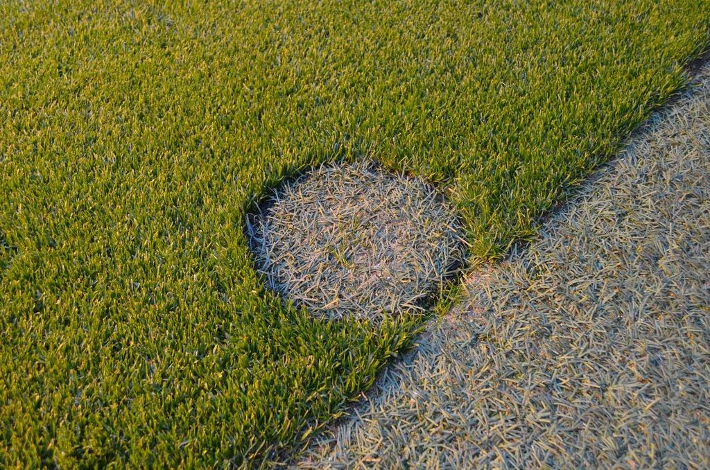 Figur 14. Natur- och konstgräs på Allianz Arena. Den runda konstgräsytan täcker över en av sprinklerna under match (Johansson, 2019).