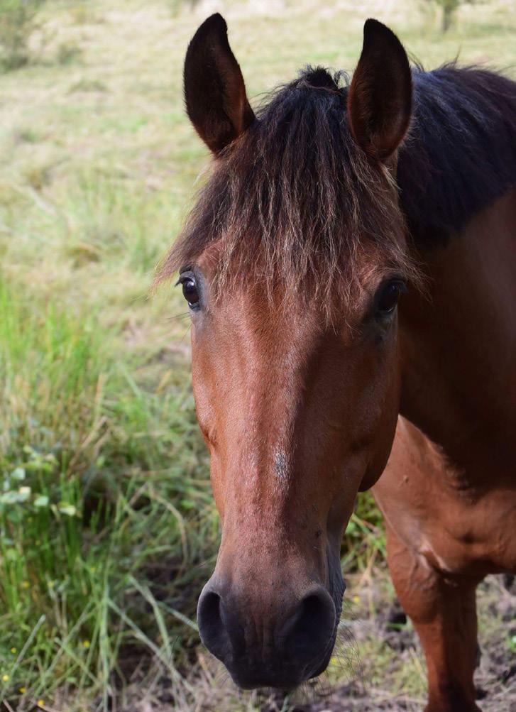 >>> Du kan anmäla dig som funktionär redan nu! Tag kontakt med någon av oss i tävlingssektionen eller fyll i formuläret på sista sidan, lägg i brevlådan i ridhuset.