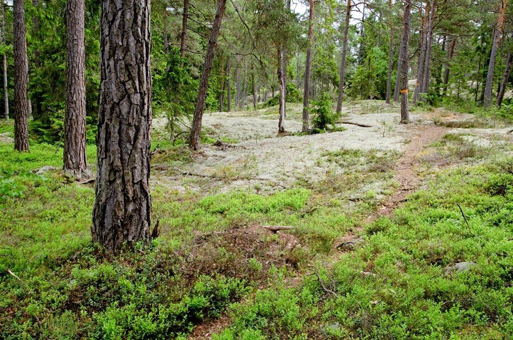 en naturlig och viktig del i dynamiken i skogen och i äldre lövdominerade bestånd där gran eller främmande trädslag hotar att konkurrera ut lövträden. Västlig taiga (nordlig barrskogstyp) på Uvmarö.