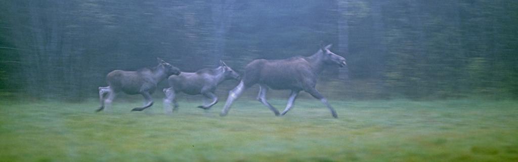 FOTO AXEL LJUNGQVIST, NATURFOTOGRAFERNA Tolkning av data En nedgång i kalvvikter under en följd av år ska ses som en varningssignal och orsakerna till det ska utredas.