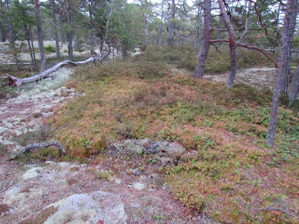 Höstbild från Västra bergen 27.