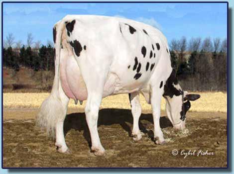 Pinehurst Royal Rosa EX91 Meridian - Vg 88