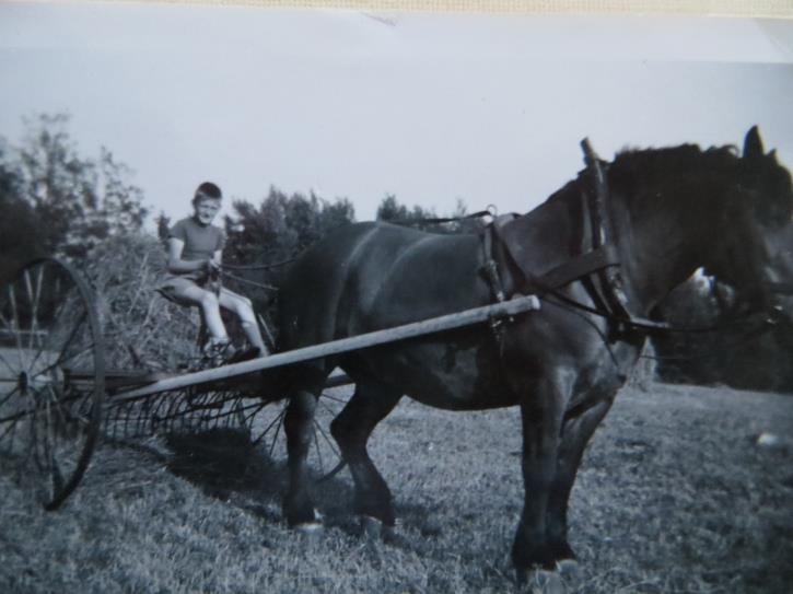 Bengt hästräfsar.