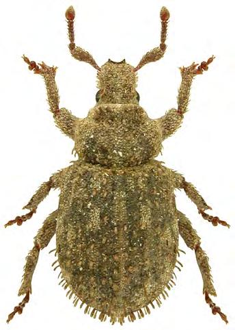 Barlastbaggar och knäppt i Holmsund 5 i London och Miguel Alonso-Zarazaga i Madrid samt fick två jämtländska exemplar av B. squamosus från Lars-Olof Grund.