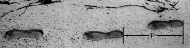 GÅNG Bilden visar fotspåren av en gående man. Steglängden P är avståndet mellan de bakre kanterna av två på varandra följande fotspår.
