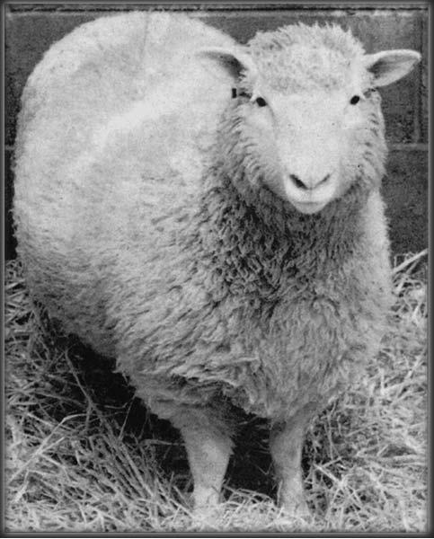 KLONING En kopiator för levande varelser? Hade man utsett Årets djur 1997, skulle Dolly utan tvekan stått som vinnare! Dolly är ett skotskt får som du ser på bilden. Men Dolly är inget vanligt får.