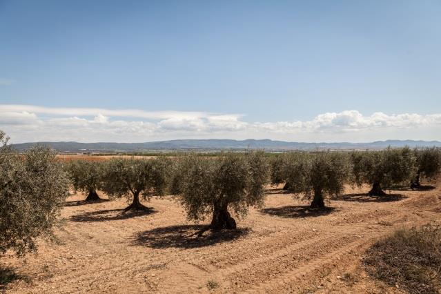 Efter fem km kommer du till ett grönområde och fortsätter sedan vandringen i skuggan av bl.a. paradisträd, mimosa, poppel och cypress. Härifrån går leden uppför till Alto de Grajera.